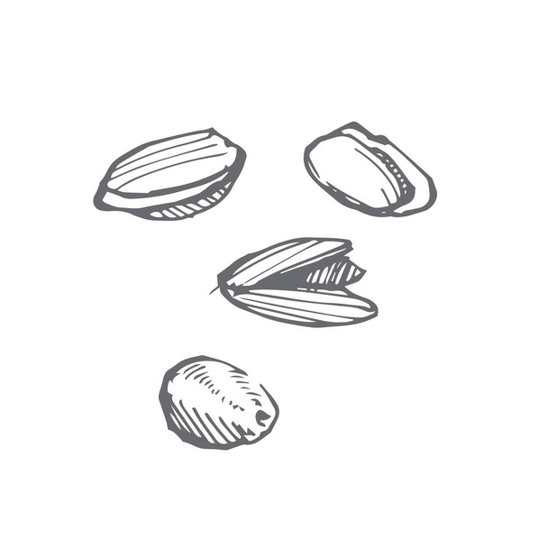 Pistachios with an open shell. Pistachio sketch - Vector, Image