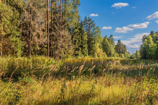 Summer forest and field in sunny weather. Nature background  - Fotoğraf, Görsel