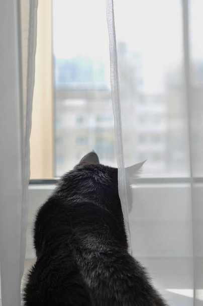 gato negro mirando por la ventana
 - Foto, Imagen