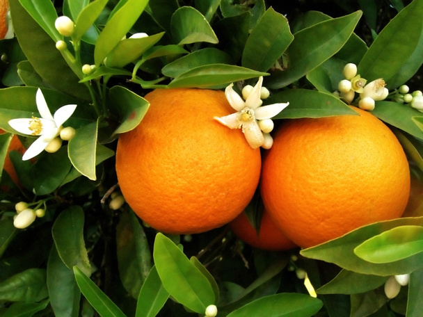 δύο πορτοκάλια σε πορτοκαλί δέντρο - Φωτογραφία, εικόνα