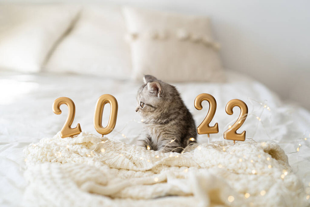 Egy cuki cica, aki egy kötött takarón ül. Jó újévi hangulat. Boldog új évet! - Fotó, kép