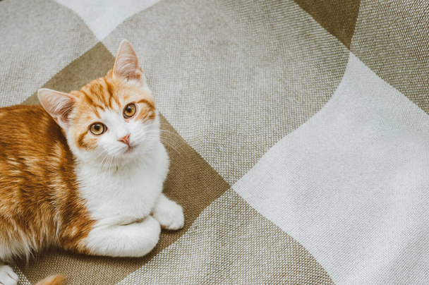 Portrait of a ginger cat on the bed close up - Foto, Imagem