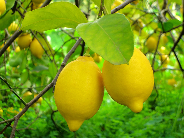 Due limoni
 - Foto, immagini