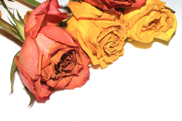 Κίτρινα ροζ αποξηραμένα τριαντάφυλλα και πέταλα του λουλουδιού σε λευκό φόντο - Φωτογραφία, εικόνα
