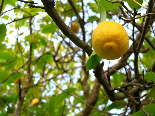 Limão pendurado
 - Foto, Imagem