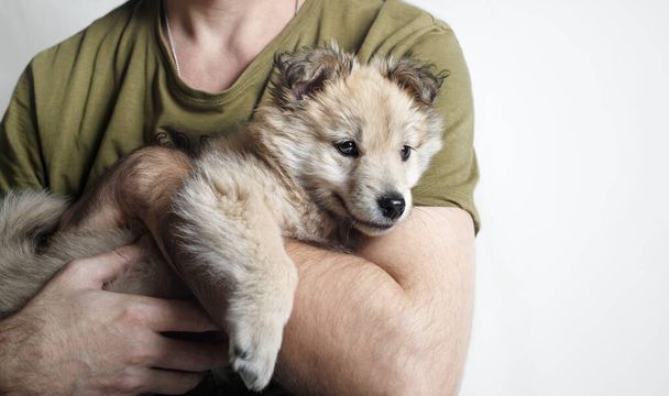 Beautiful cute puppy dog in caring male hands. - Foto, afbeelding