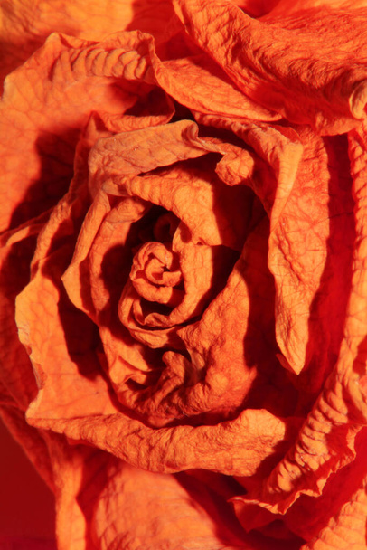 Roses et pétales de la fleur jaunes et roses mortes séchées sur fond blanc - Photo, image