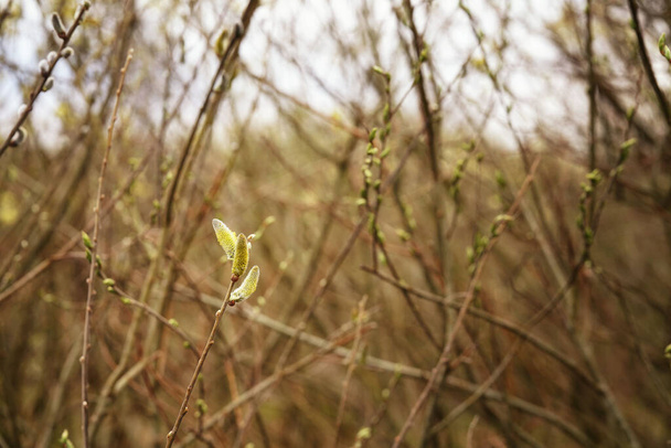 Botões de folhas e guardanapos em ramos de salgueiro, close-up e bokeh, cores do início da primavera, árvore sem folhas - Foto, Imagem