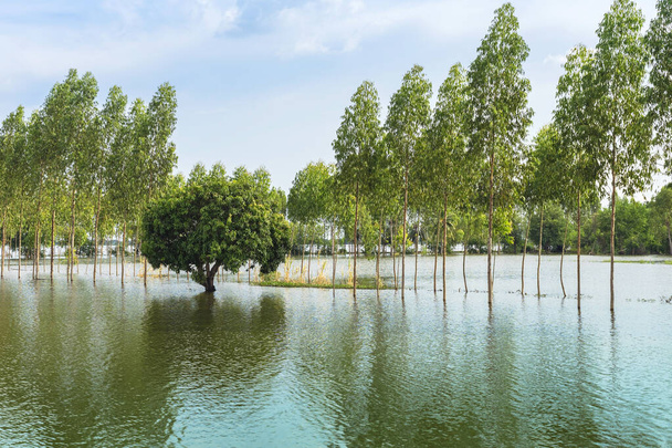 Tayland 'ın kırsal kesimlerinde sakin bir göl gibi geleneksel sel baskınları manzarası. Yağmur mevsiminde doğa manzarası ve tarımda fırtına hasarı. Ağır sel suyu kavramı. - Fotoğraf, Görsel