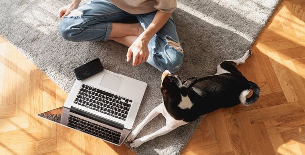 Basenji dog and laptop on a gray carpet on the floor view from above. Woman sitting in lotus position working home - Fotoğraf, Görsel