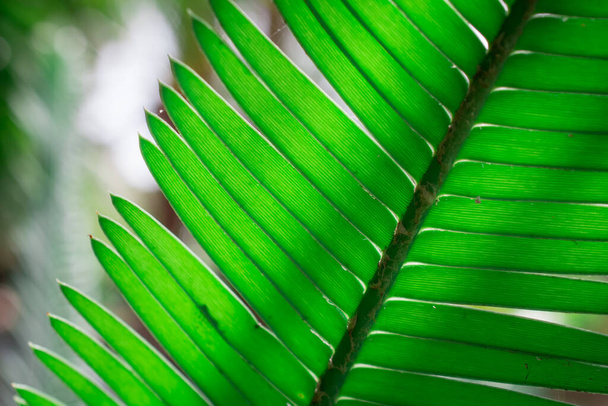 Fermeture de la texture des feuilles de palmier pour le fond
 - Photo, image