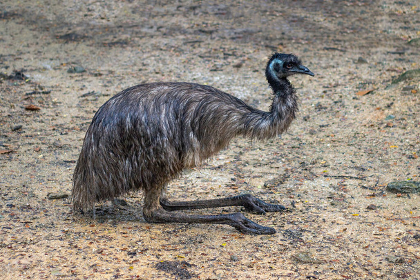 Imagen de emu común (Dromaius novaehollandiae) sobre el fondo de la naturaleza. Pájaros. Animales.. - Foto, Imagen