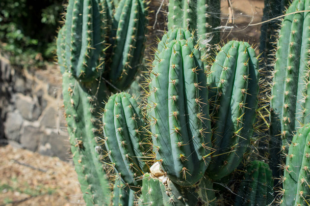 Pilosocereus pachycladus cactus in   the Tenerife, Canary island - Photo, Image
