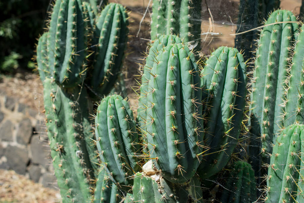 Pilosocereus pachycladus cactus dans la région de Tenerife, îles Canaries - Photo, image