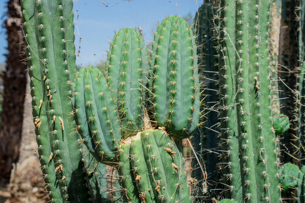 Pilosocereus pachycladus cactus dans la région de Tenerife, îles Canaries - Photo, image