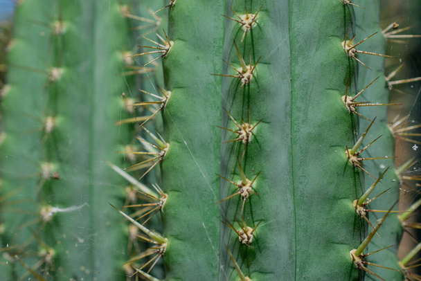 Pilosocereus pachycladus cactus in   the Tenerife, Canary island - 写真・画像