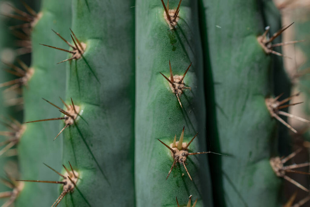 Pilosocereus pachycladus cactus op Tenerife, Canarische Eilanden - Foto, afbeelding
