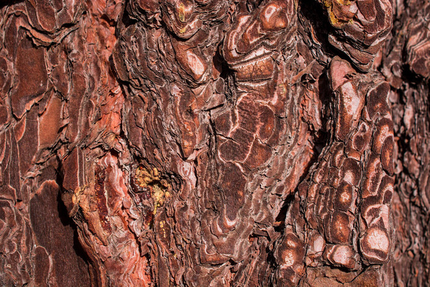 Ročník textura z velkého stromu kůže na pozadí  - Fotografie, Obrázek