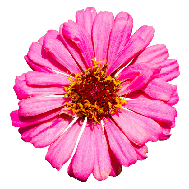 Vista superior aislada de la flor rosa de Zinnia
 - Foto, Imagen