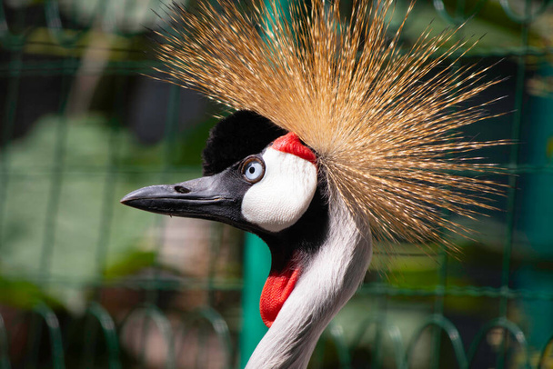 bonito pássaro com um tufado poses no aviário do zoológico - Foto, Imagem