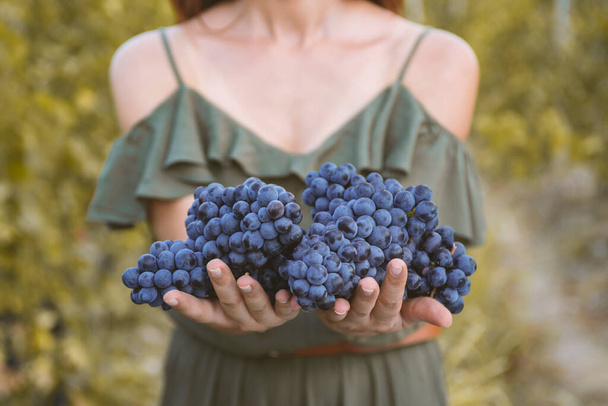 Grapes harvest. Womans hands with freshly harvested black grapes. - Foto, afbeelding