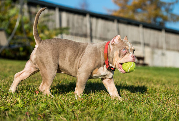 Kapesní pejsek American Bully štěně hraje s tenisovým míčkem na trávě - Fotografie, Obrázek