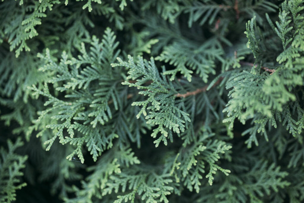foglie verdi di un albero nella foresta - Foto, immagini