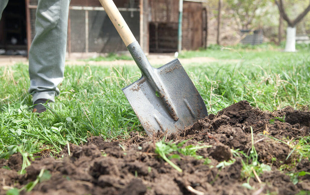 Farmář vykopává půdu lopatou v zahradě. - Fotografie, Obrázek