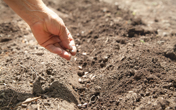 Kadın eli toprağa fasulye ekiyor.. - Fotoğraf, Görsel