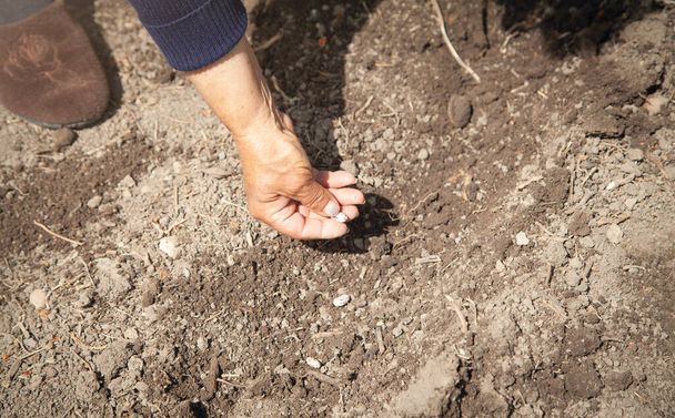Female hand planting seeds beans in soil. - Photo, Image