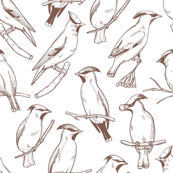 Hand drawn waxwing birds on  white background. Vector seamless pattern. - Vektor, obrázek
