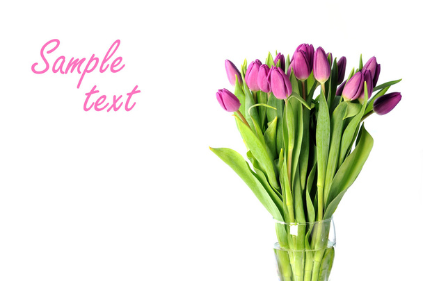 Violet tulips - Фото, зображення