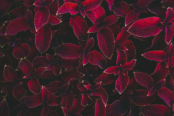 Bright redhead coleus. Plectranthus scutellarioides. Abstract red leaf texture background. Dark art moody floral. Vinous nature decor for presentation of natural cosmetics or wallpaper desktop - Photo, Image