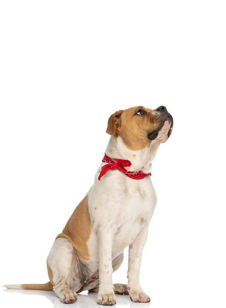 sentado hermoso bulldog americano mirando hacia arriba y usando un pañuelo rojo en el cuello sobre fondo blanco - Foto, imagen