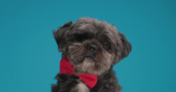 metis σκυλί φορώντας ένα κόκκινο παπιγιόν, κάθεται και είναι εξαιρετικά χαριτωμένο - Πλάνα, βίντεο