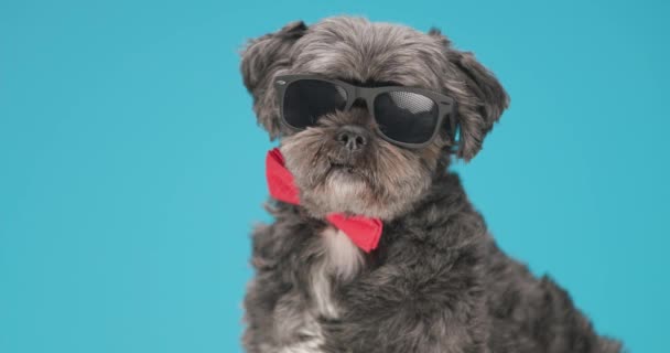 δροσερό σκυλί metis μυρίζει κάτι γύρω, φορώντας ένα κόκκινο παπιγιόν και γυαλιά ηλίου - Πλάνα, βίντεο