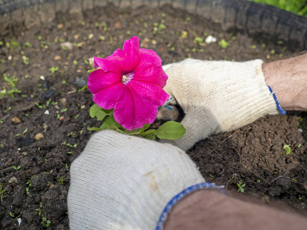 o jardineiro segura uma flor brilhante em suas mãos e a planta no solo preparado. Luvas nas mãos, vista superior, deitado plano. Agricultura - Foto, Imagem