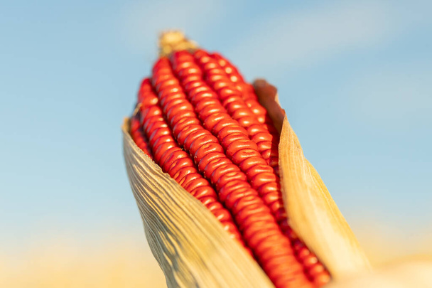 Красный початок кукурузы на фоне сельхозугодий и неба - Фото, изображение