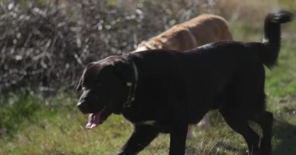 curieux Labrador retriever chiens marchant dans la nature, cherchant, courant, haletant et sortant la langue sur le terrain - Séquence, vidéo
