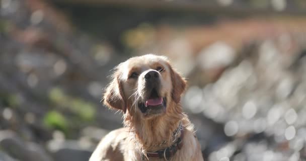 natte mooie golden retriever hond met halsband omhoog kijken, steken uit tong en hijgen, nieuwsgierig en weglopen door het water in de rivier - Video