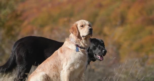 vue latérale de deux adorables chiots Labrador retriever haletant et sortant la langue, regardant de côté et appréciant la nature - Séquence, vidéo