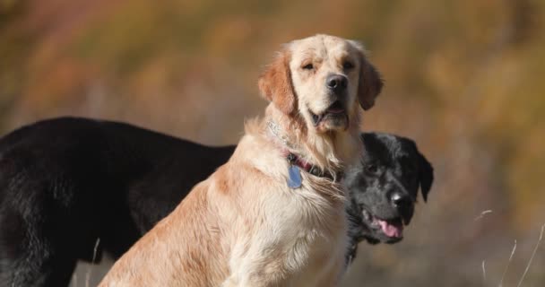 İki sevimli Labrador av köpeği ailesi tarlanın ve doğanın tadını çıkarıyor, dillerini çıkarıp nefes nefese kalıyorlar. - Video, Çekim