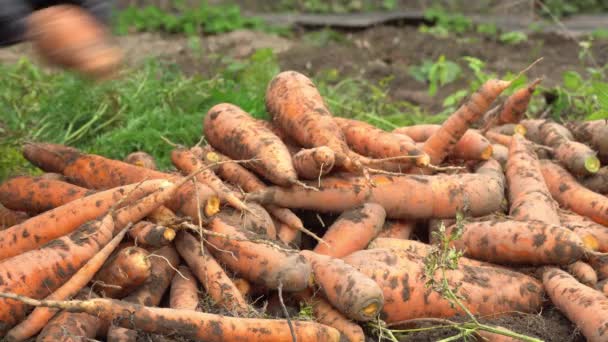 Hand in Hand stapeln sich Karotten in einem Haufen, Karotten ernten, Gemüsekarotten aus der Erde - Filmmaterial, Video