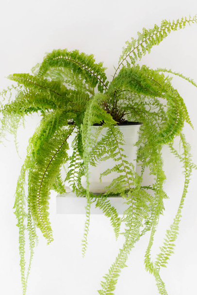 House plant in white ceramic cashpo on the shelf, green fern, modern interior - Фото, изображение