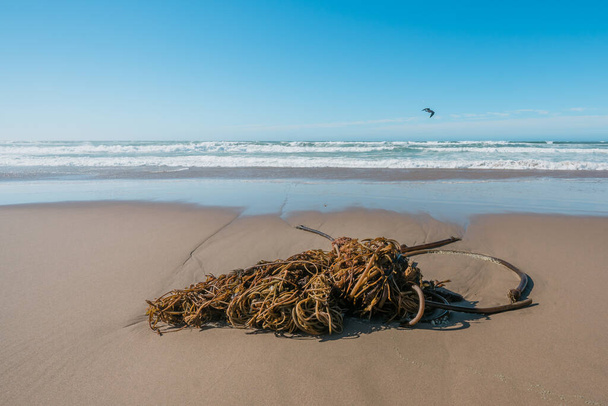 Bull kelp on the beach after storm, California Central Coast - Photo, Image