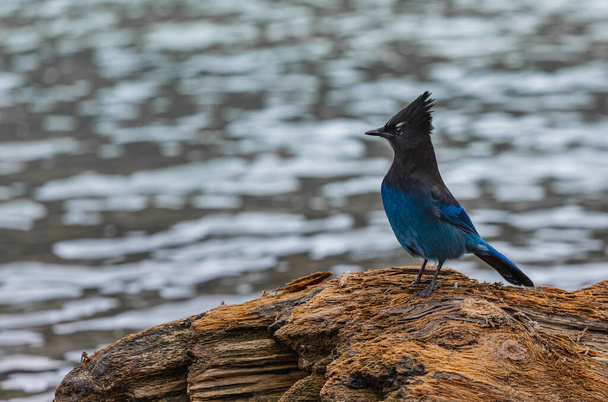 Kék Jay madár a folyónál. Egy Blue-Jay-t. Szelektív fókusz, koncepció fotó madármegfigyelés. - Fotó, kép