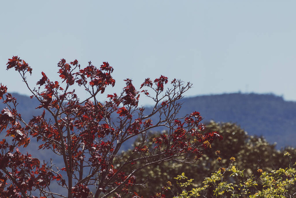 tree with burgundy red leaves and mountains in the background shot in Tasmania, Australia with telephoto lens - Photo, image