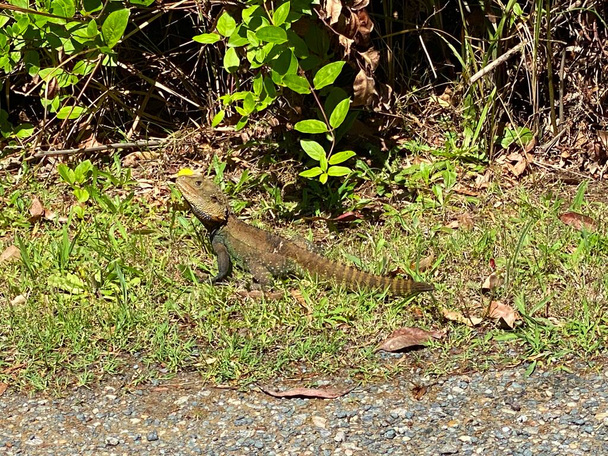 An Australian Eastern Water Dragon along the side of a road - Photo, Image