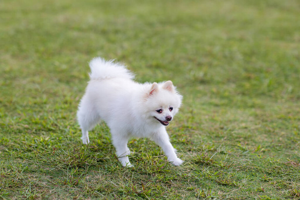 Pomerania blanca corre sobre césped verde en el parque - Foto, imagen