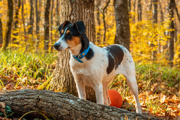 秋の森の中に黒い斑点のある白い犬。接近中だ。背景にある緑の草と木 - 写真・画像